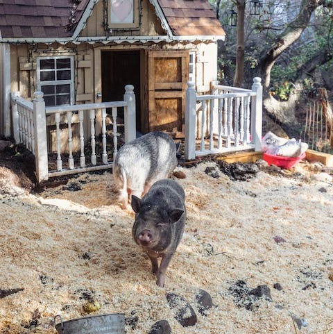 Get to know the friendly mini pigs that live at the bottom of the garden