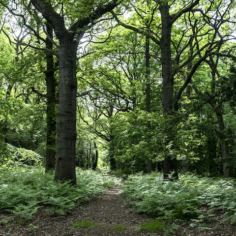 Take a peaceful stroll through the ancient Needle Woods that lie just beyond the back gate