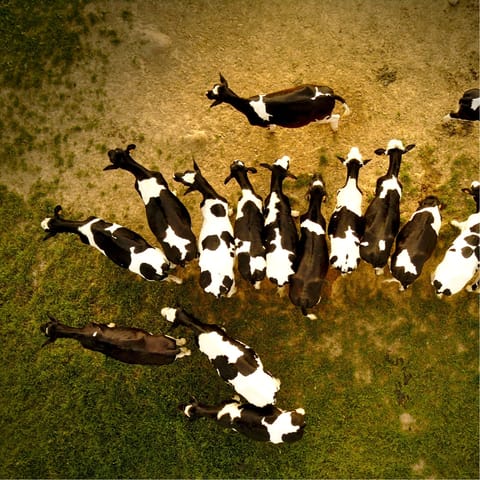 Stay on a working dairy farm in Mid Wales, only four miles from Welshpool