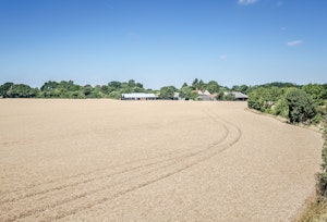 As Fine As Straw image 7