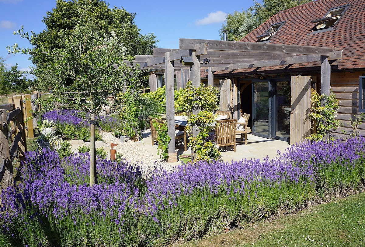 Scented Lavender, South East