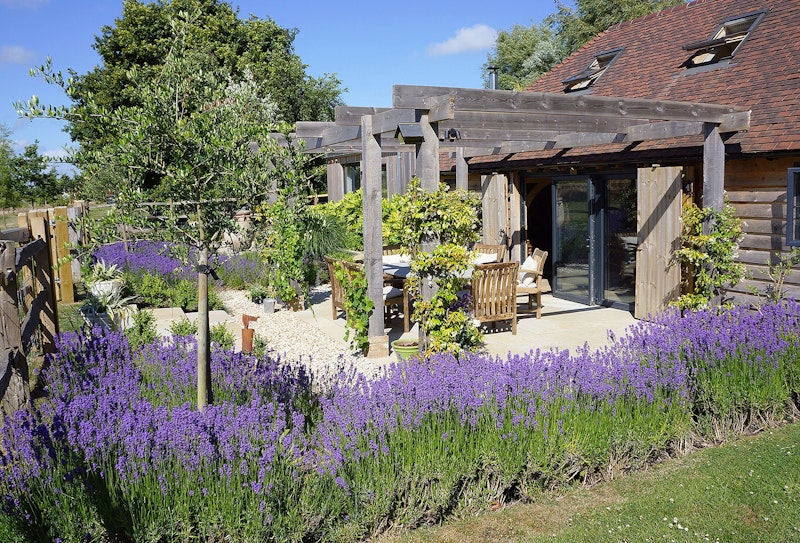 Scented Lavender main image