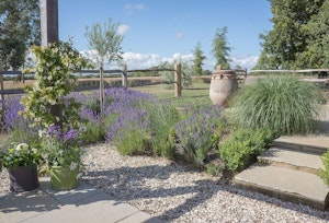 Scented Lavender image 7