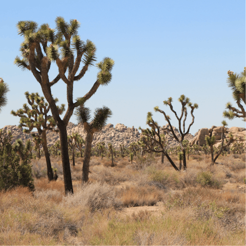 Explore the many national parks, preserves, and mountains