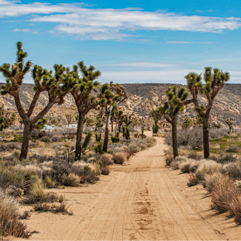 Explore the natural beauty of Joshua Tree National Park