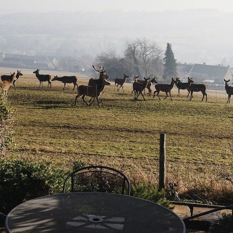 Spot deer in the deer park, from the bottom of the garden