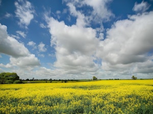 Sunny Glade image 2