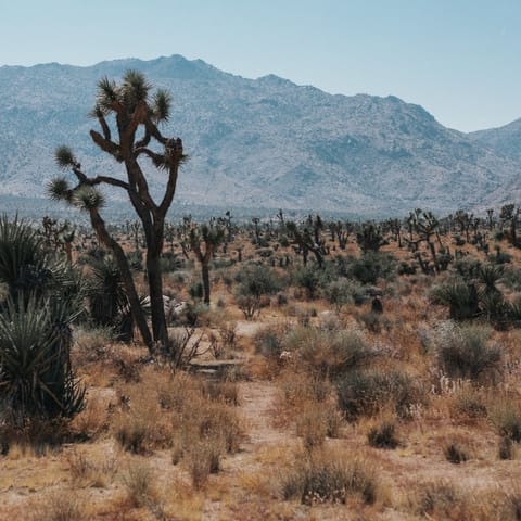 Head off for hikes in nearby Joshua Tree National Park 