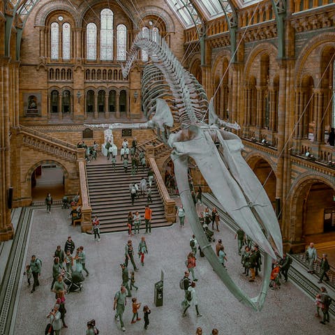 Check out the fascinating exhibitions at the Natural History Museum, a ten-minute walk away 