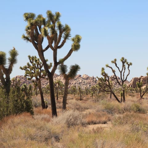 Joshua Tree National Park is a must-see