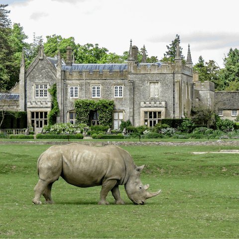 Jump in the car and take the twenty-two-minute drive to the Cotswold Wildlife Park & Gardens