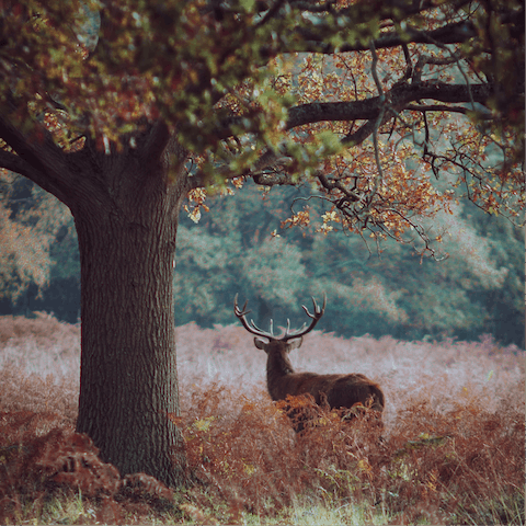 See the deer in Richmond Park, less than half an hour's drive away