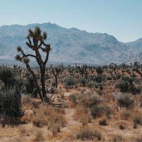 Explore incredible Joshua Tree National Park – your home is a fifteen-minute drive from Joshua Tree village