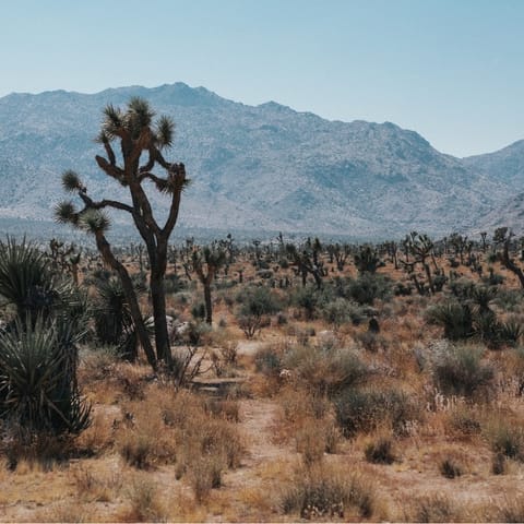 Explore incredible Joshua Tree National Park – your home is a fifteen-minute drive from Joshua Tree village 