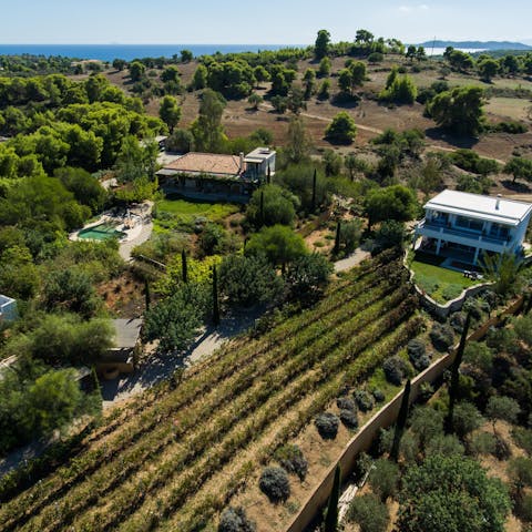 Sample the wine and olives from the vineyard