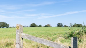 Flower of Kent image 8