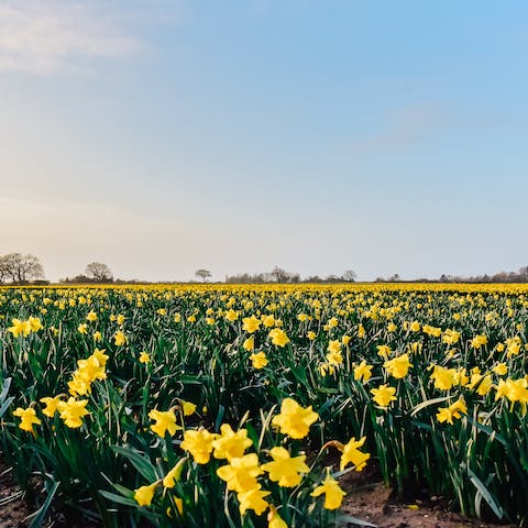 Wander the daffodil fields right outside your home