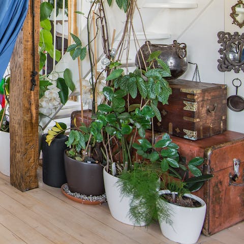 Explore the collection of houseplants 