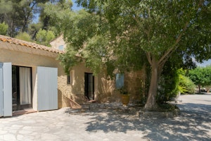 Plane Trees at Lambesc image 5