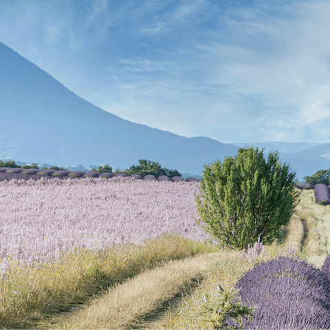Enjoy long walks or scenic cycle rides through the countryside of Provence