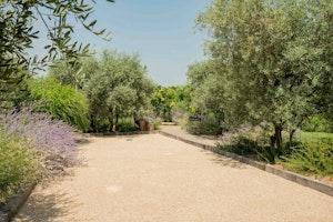 Olive Acres Vista image 13