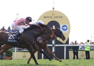 York Rover image 5