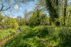 The Mosswood image 8