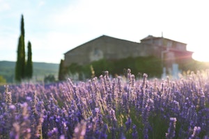 Lavender Bloom image 14