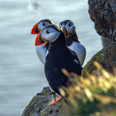 Hop on a boat trip to Coquet Island, mile off the coast, and discover colonies of seals and puffins