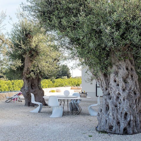 Dine alfresco amongst the ancient olives