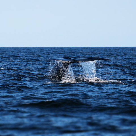 Take a boat trip from Dana Point and look out for whales