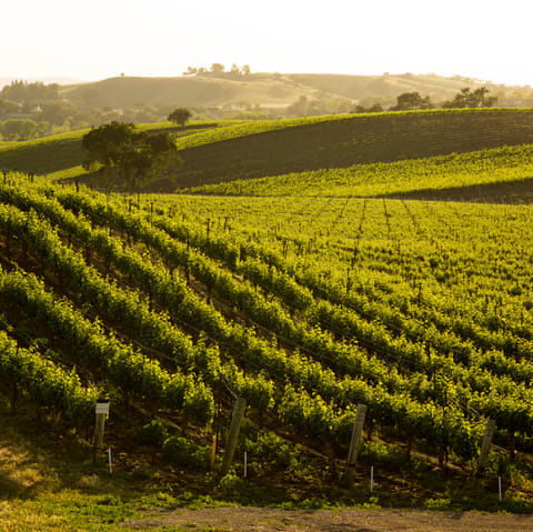 Visit the wineries of the Santa Ynez Valley