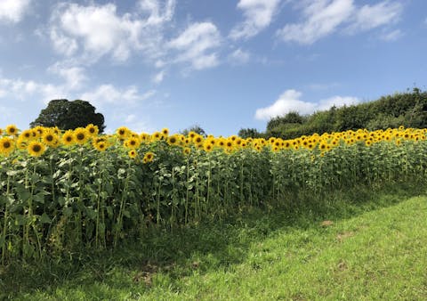 Feel cheery after walking around the nearby fields of sunflowers