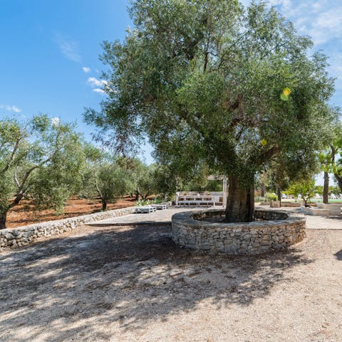 Discover the beauty of Carovigno – the home of Italy’s exceptional olive oil