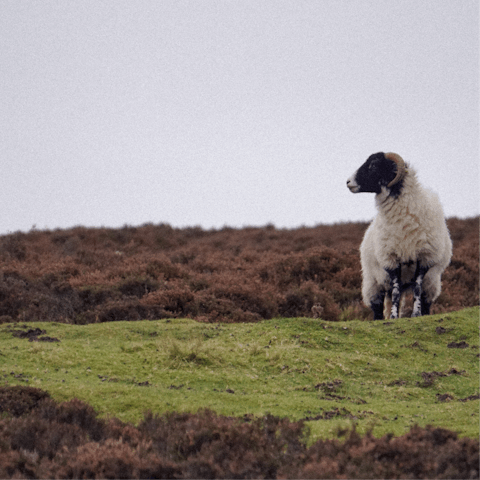 Explore the wily, windy moors of the North York Moors National Park