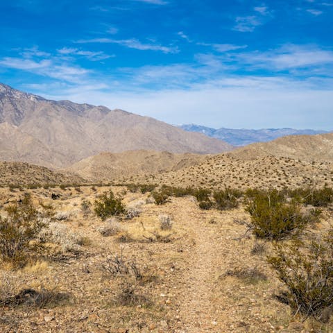 Explore the unique desert landscape of Palm Desert