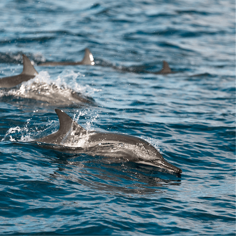 Book a boat trip to spot pods of dolphins just off the coast (half an hour drive away)