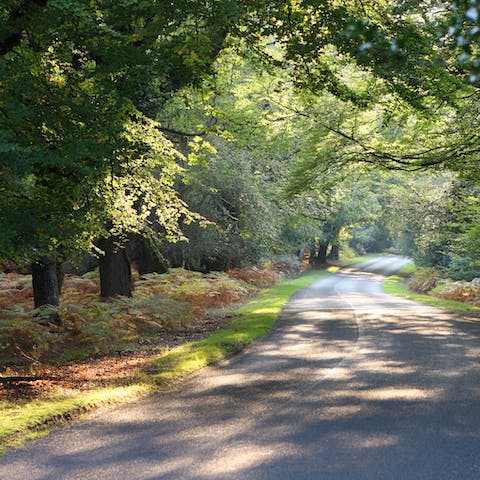 Soak up the natural beauty of the New Forest en route to the coast  –  it's just a twenty-minute drive away