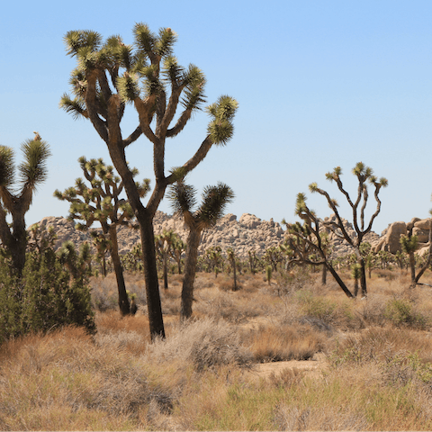 Explore nearby Joshua Tree National Park and the unique landscape