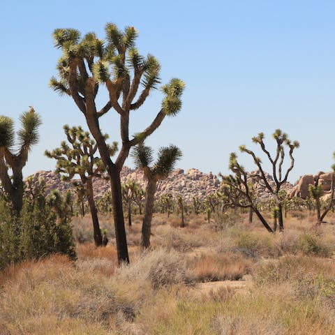 Set out for a nature walk in Joshua Tree National Park