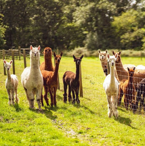 Say hello to your alpaca neighbours 