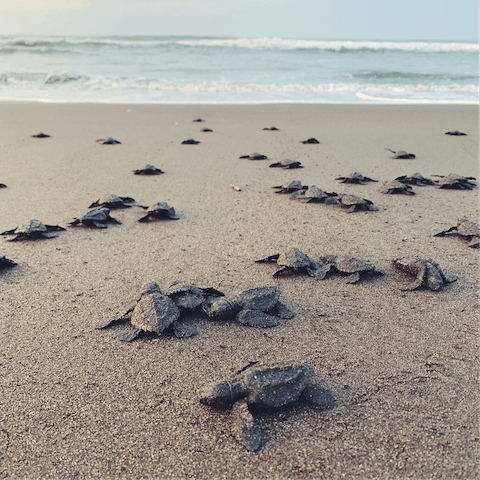 See the giant sea turtles lay their eggs on the private beach in June and July