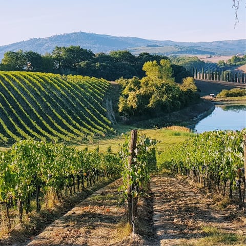 Stay in Terranuova Bracciolini and enjoy breathtaking vineyard views