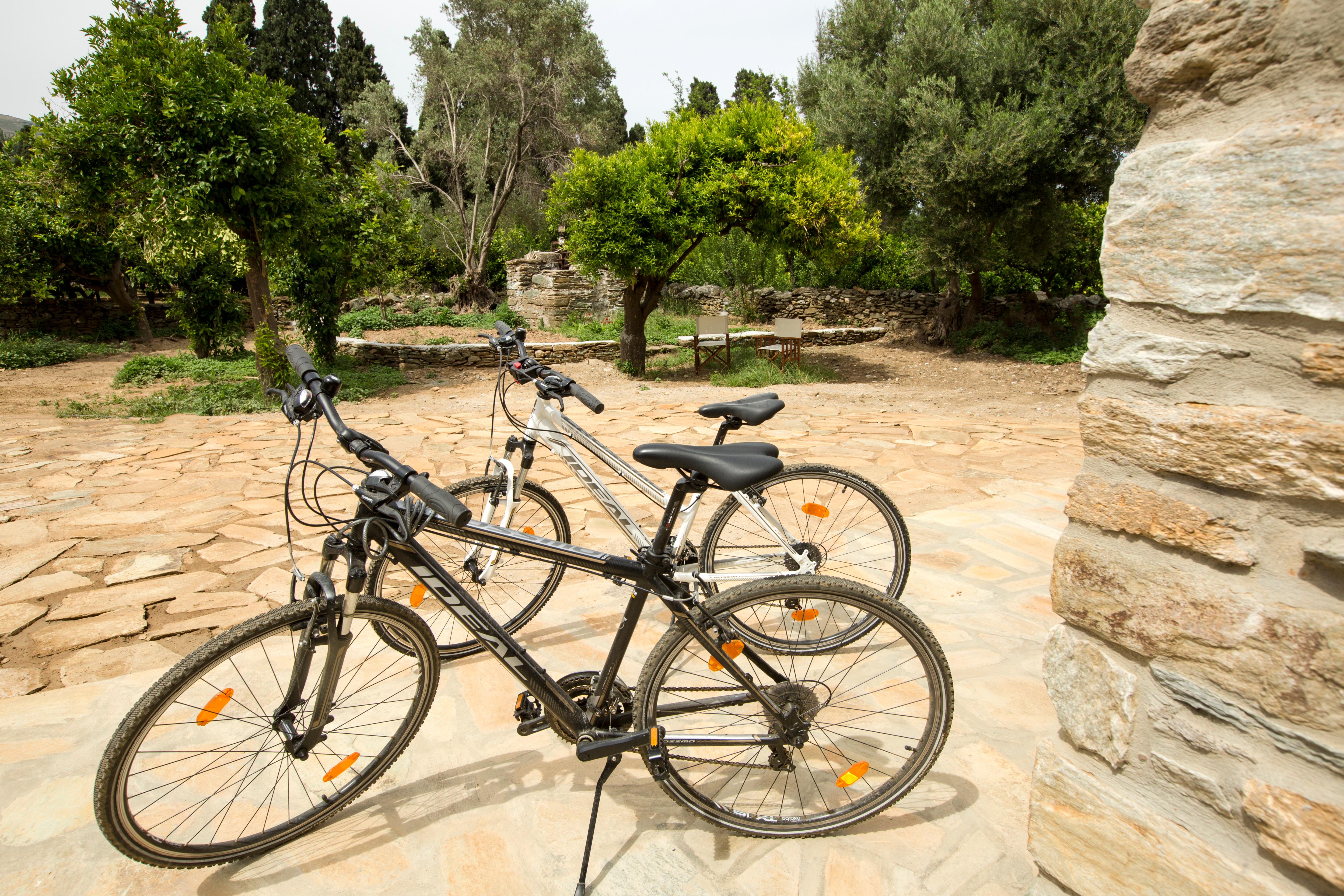 Through the Citrus Grove