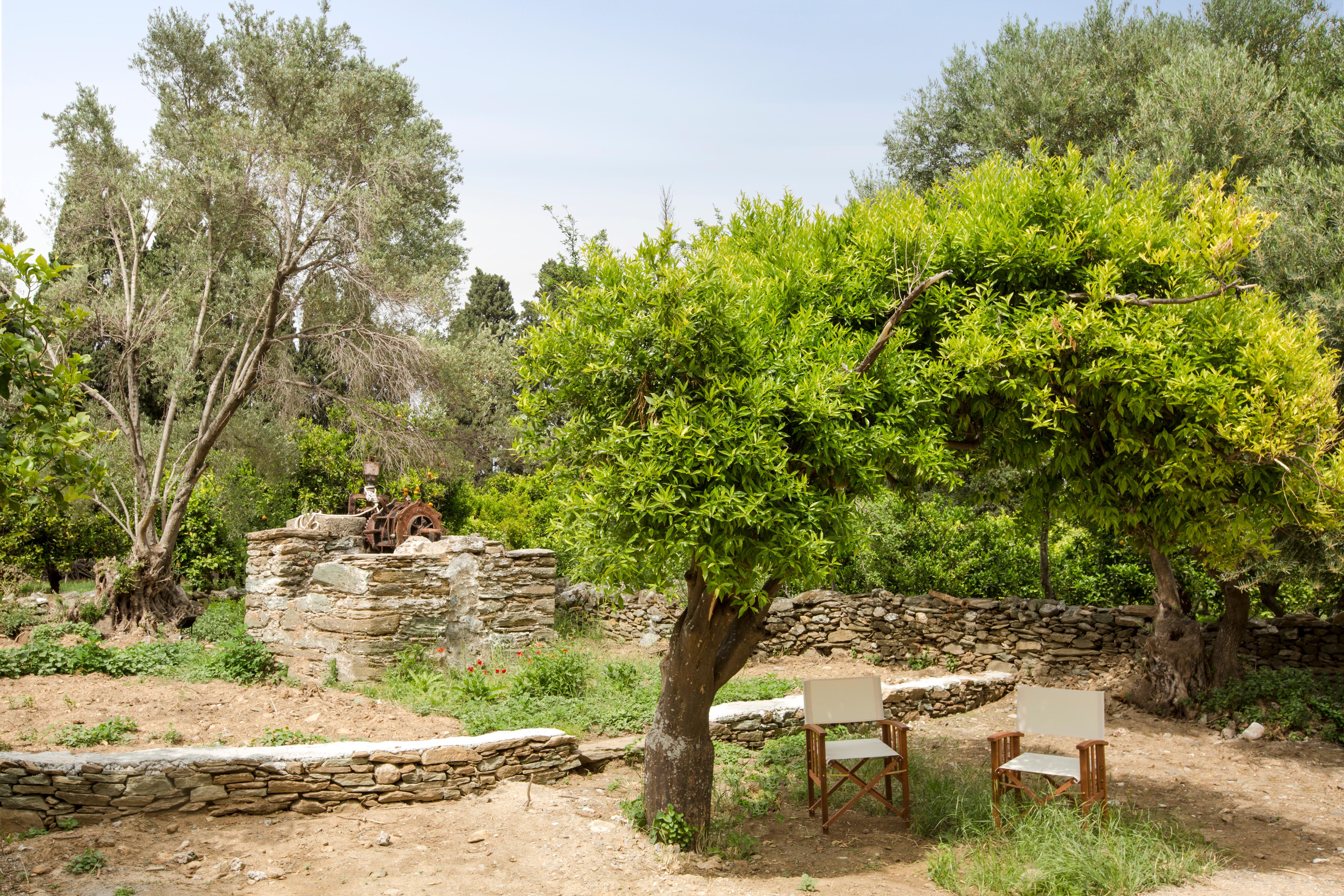 Through the Citrus Grove