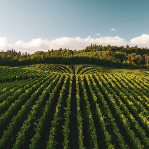 Explore California's Wine Country from the city of Healdsburg