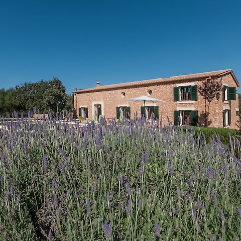 Breathe in the lavender growing outside the home