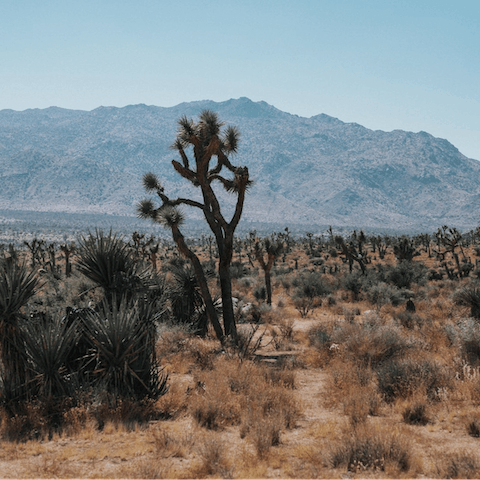Start the car and reach Joshua Tree National Park in just fifteen minutes