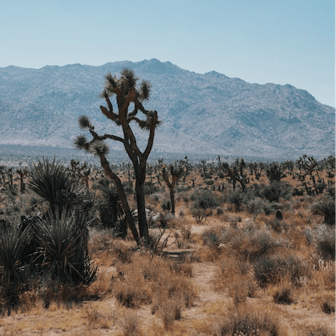 Lace up your boots and go for a hike in Joshua Tree National Park – it's a ten-minute drive away