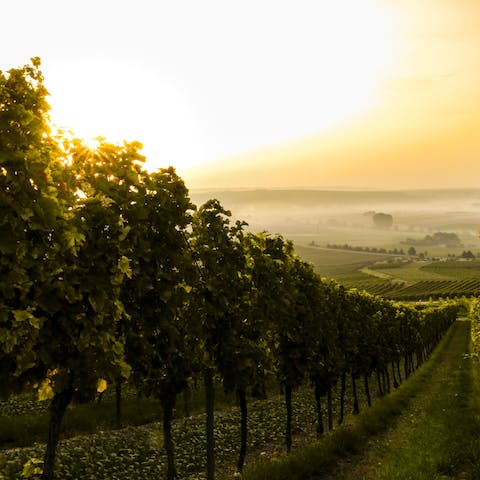 Explore the rolling hills and enjoy a wine tasting arranged by your host